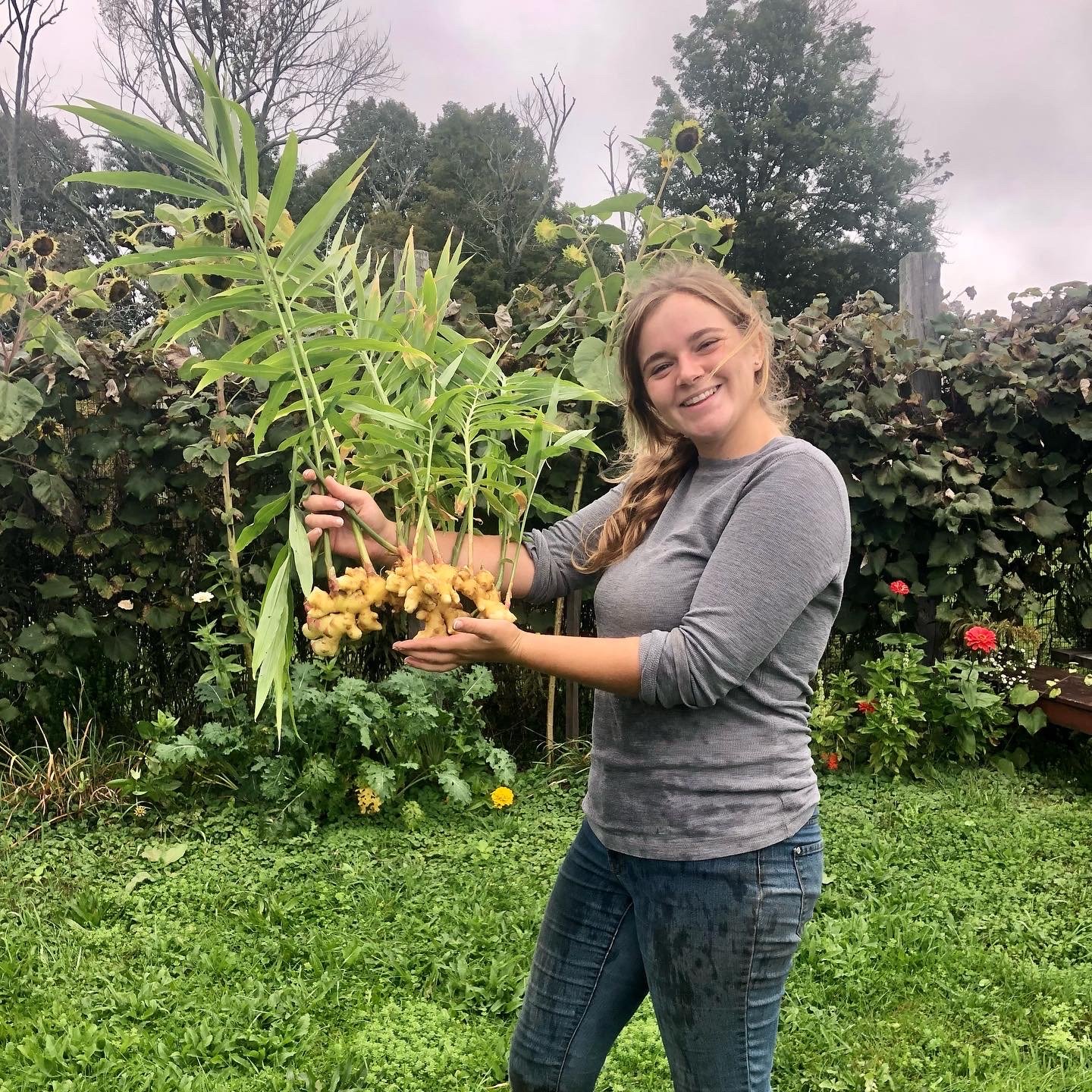 Farm/horticulture assistant Carly shows off freshly harvested ginger.